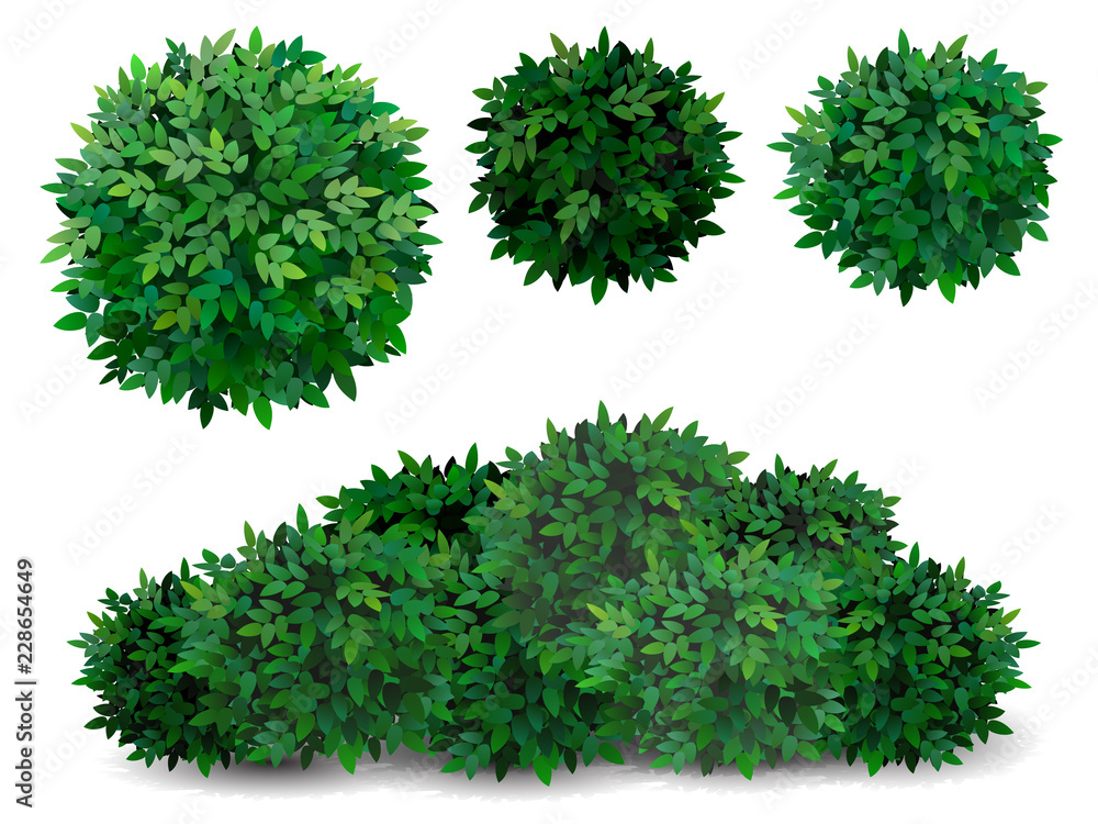 Fototapeta premium Vector bush in different forms. Tree crown. Ornamental plant shrub for decorate of a park, a garden or a green fence.