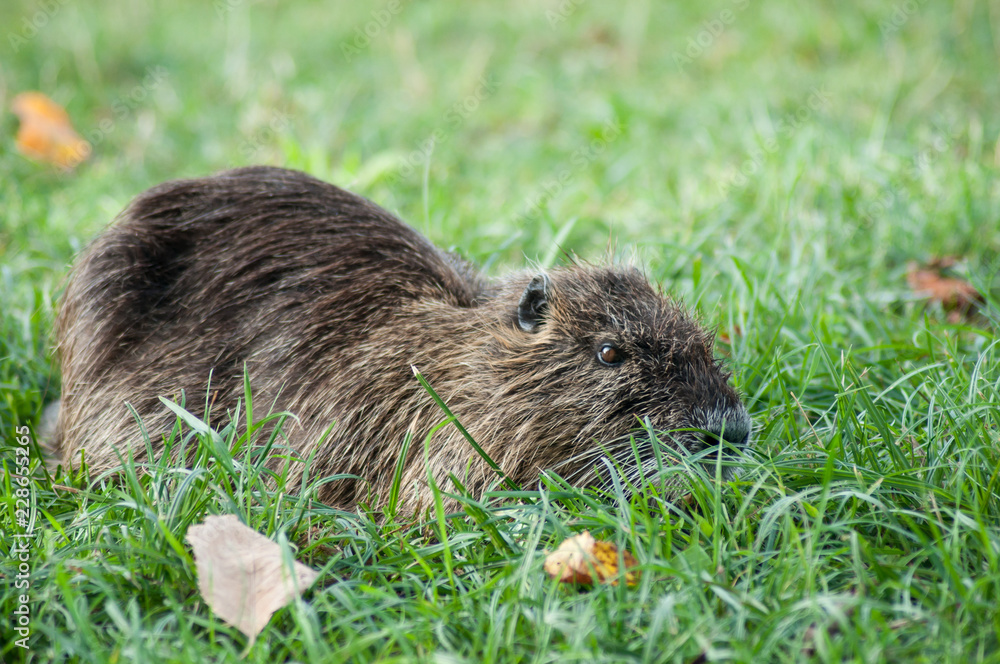 portrait of nutria in the grass portrait of nutria in the grass