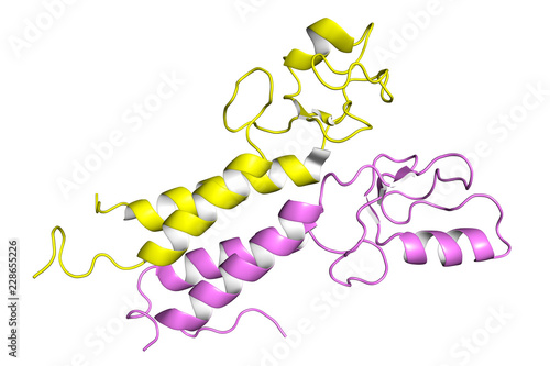 BRCA1 tumor supressor protein RING domain, in complex with BARD1 protein. BRCA1 mutations are implicated in hereditary breast, ovarian and prostate cancer.