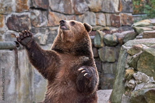 Brown bear (Ursus arctos). ZOO