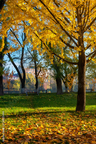 trees of city park in golden foliage. warm november weather