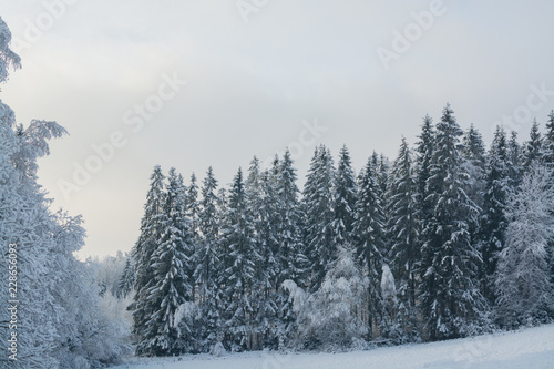 Зимний пейзаж. Заснеженный лес крупным планом. облачный день, серые цвета. Монохромные цвета.