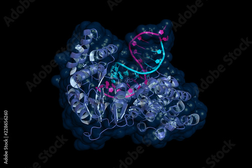 Telomerase is an enzyme that adds short DNA repeats to the ends (telomeres) of eukaryotic chromosomes, thereby preventing their shortening. Cartoon model, DNA in pink, RNA elongation template in cyan. photo