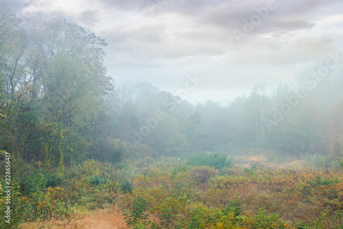 overcast sky over the park meadow in fog. gloomy autumn scenery