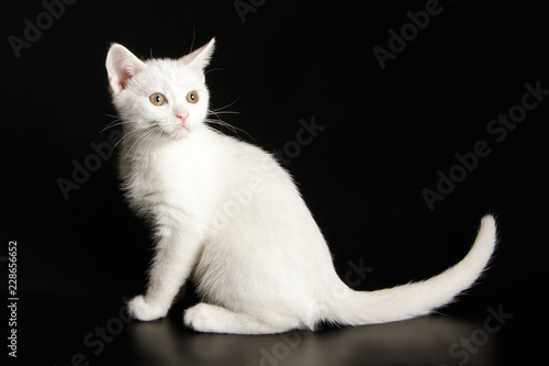 American shorthair cat on colored backgrounds © Aleksand Volchanskiy