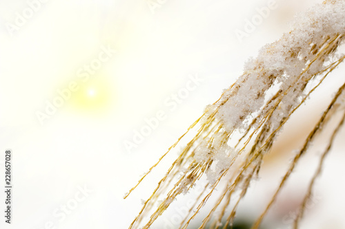 Close-up frozen golden grass, leaf covered by snow flake. grass field in winter season. beautiful winter image use to background or backdrop