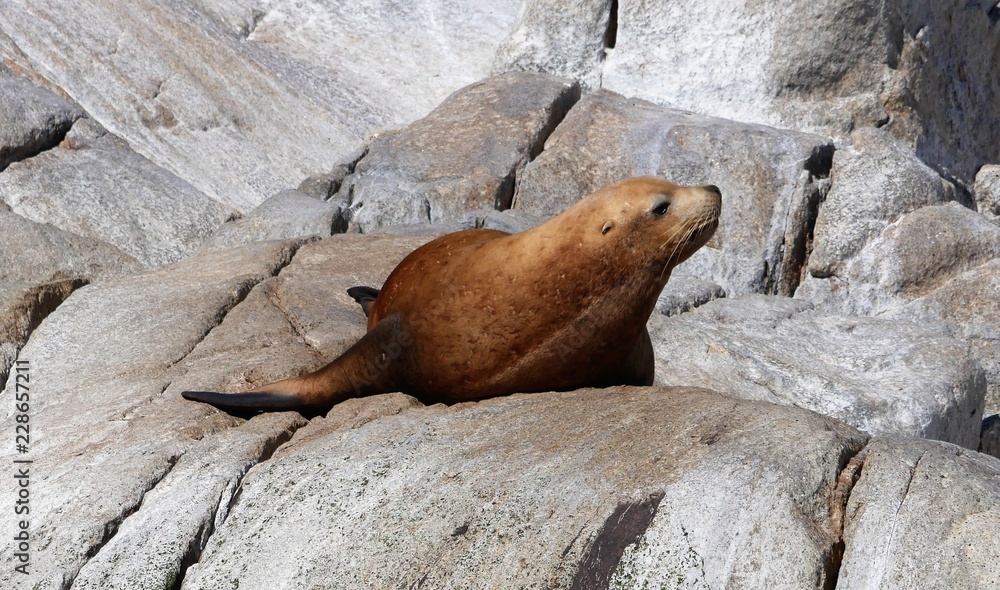 Obraz premium Seelöwen