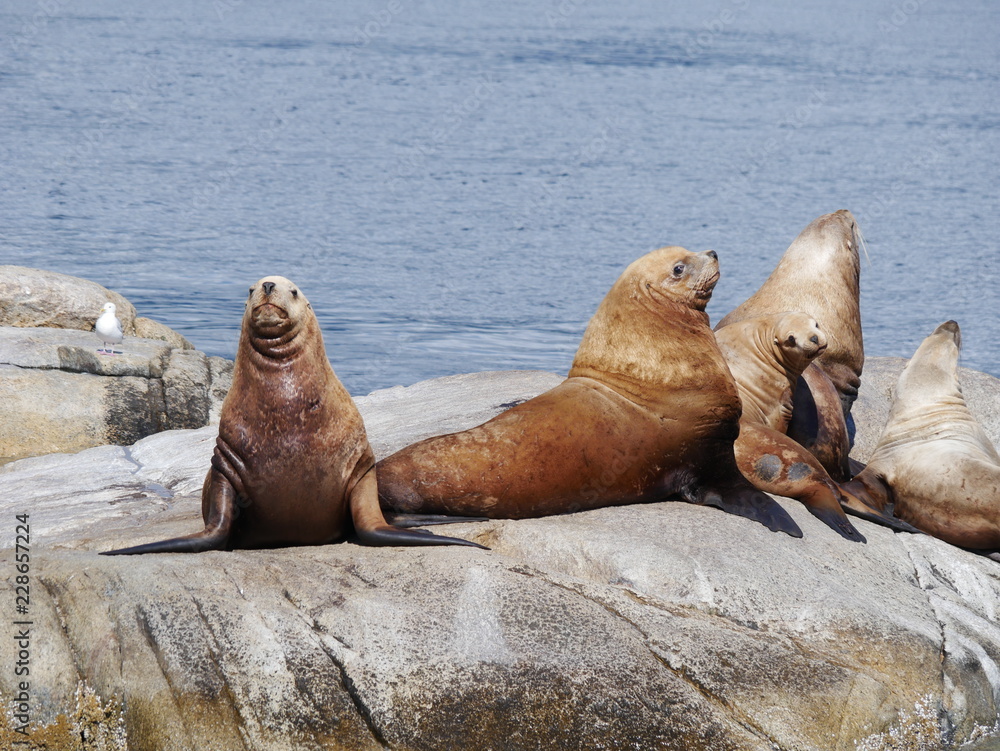 Obraz premium Seelöwen