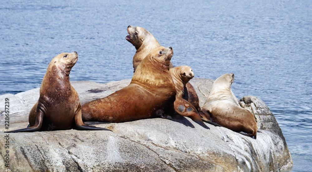 Obraz premium Seelöwen