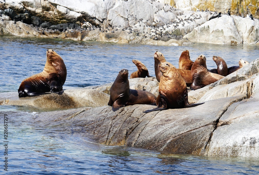 Fototapeta premium Seelöwen