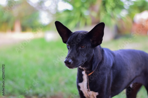 black face of dog,Close up thai dog,Thai Dog Close Up Shot,blurred background.