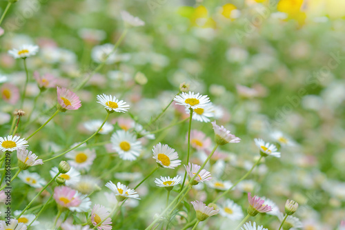 Fototapeta Naklejka Na Ścianę i Meble -  field of daisy flowers
