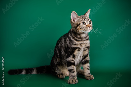 American shorthair cat on colored backgrounds