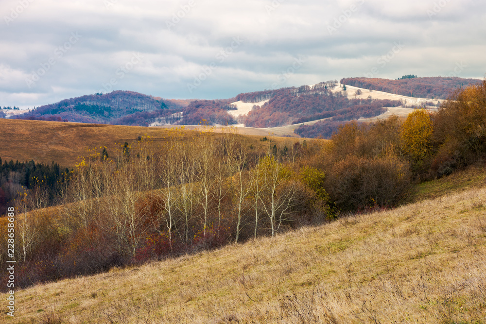 lovely landscape in mountains. row of naked trees on a hill with weathered grass. overcast sky above the distant mountain with snow or frost on hills