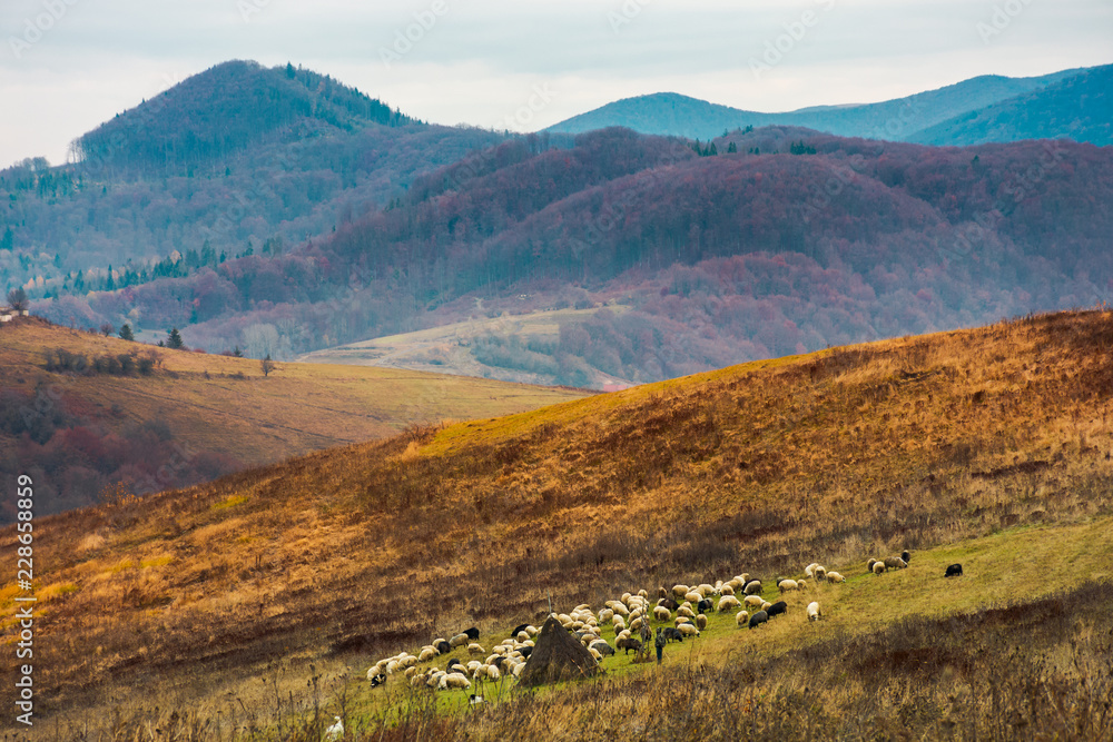 Fototapeta premium haystacks on the rural fields. lovely countryside scenery in mountains. distant mountain with snowy top under the overcast november sky