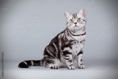 American shorthair cat on colored backgrounds