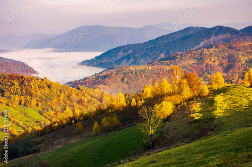 beautiful autumn countryside. trees in yellow foliage. cloud inversion in the distant valley
