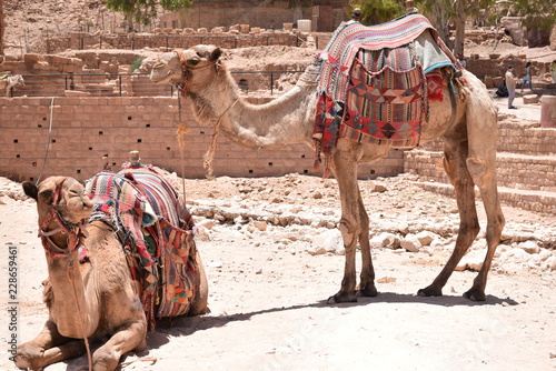 Camels Taking a Break, Petra, Jordan © Globepouncing