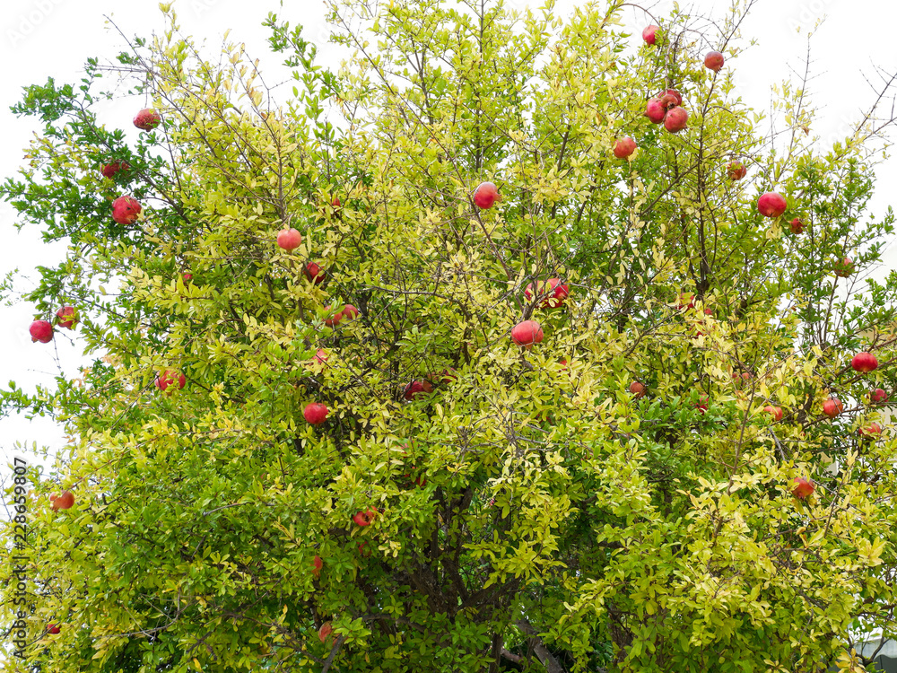 Granatapfelbaum mit Früchten