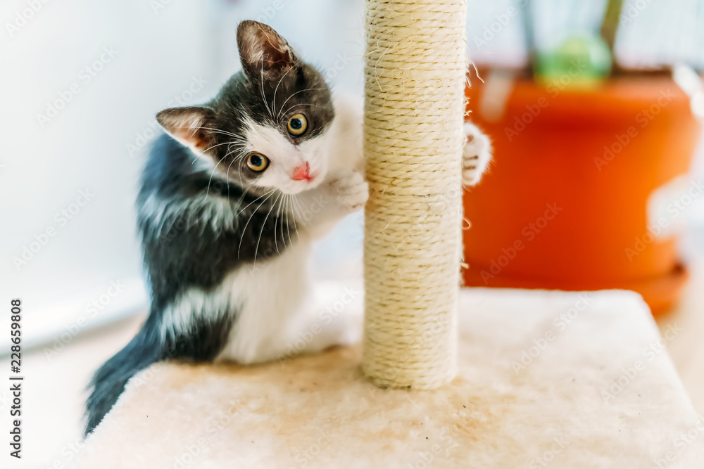 Fototapeta premium Cute Baby Cat Drapanie I Ostrzenie Pazurów W Domu