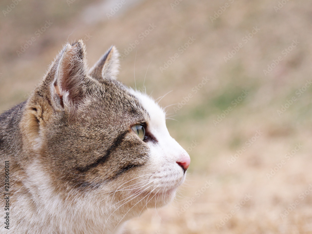 猫の横顔 Stock 写真 Adobe Stock