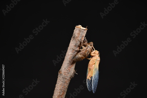 Cicada skin outside