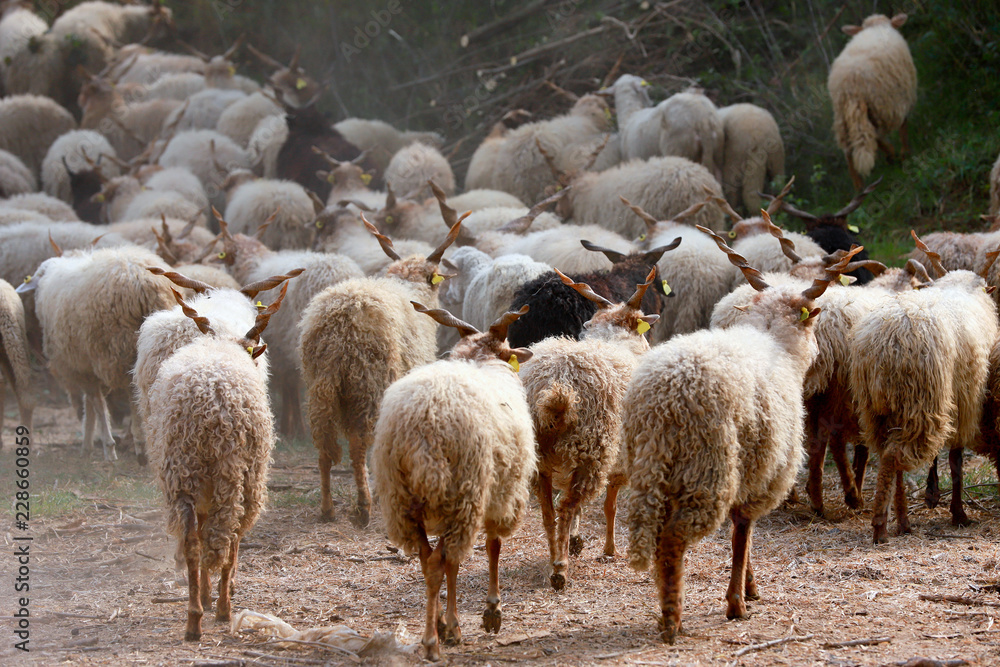 Flock of sheep in low lights rural scene at animal farm Flock of sheep in low lights rural scene at animal farm