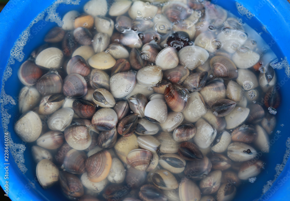 Fresh enamel venus shell (Meretrix lyrata) for sale at seafood market in thailand. Fresh enamel venus shell (Meretrix lyrata) for sale at seafood market in thailand.