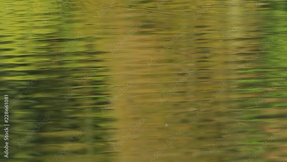 Trees reflections in water Trees reflections in water