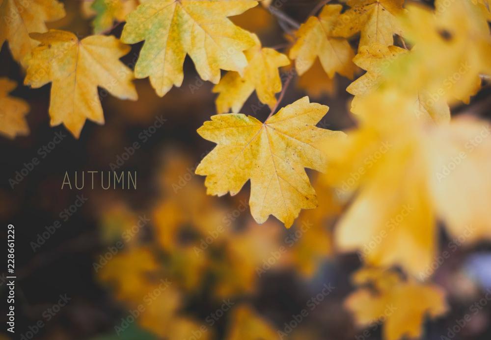 Fototapeta premium Yellow maple leaves, text autumn in the background