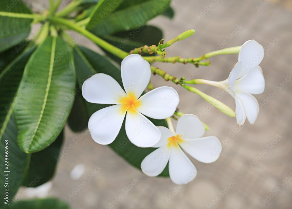 Closeup Plumeria flowers. Closeup Plumeria flowers.
