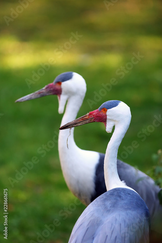 The wattled crane (Grus carunculata), adult pair portrait with green background