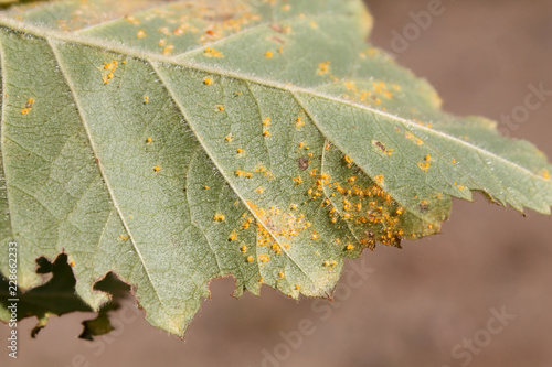 Birch Rust caused by Melampsoridium betulinum on leaf of downy birch or Betula pubescens photo