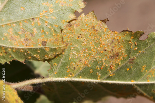 Birch Rust caused by Melampsoridium betulinum on leaf of downy birch or Betula pubescens photo