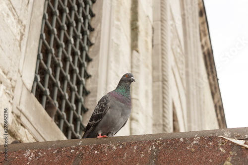 Pigeon on the roof © brahim
