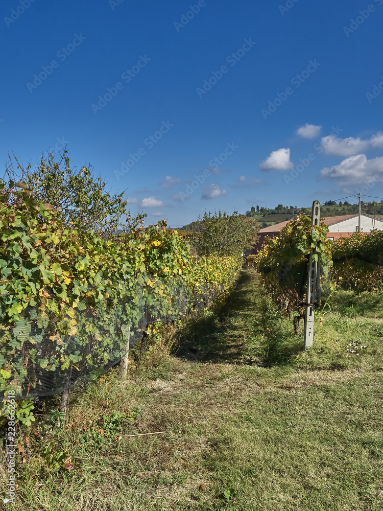 View of the Langhe landscape, a countryside in Piedmont. It's very popular in Italy because of the good wines and food