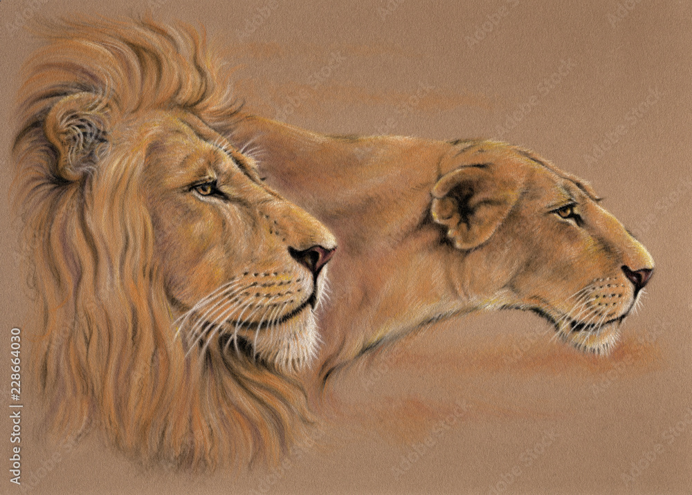 Fototapeta premium Malarstwo portretowe pastelowe lwy