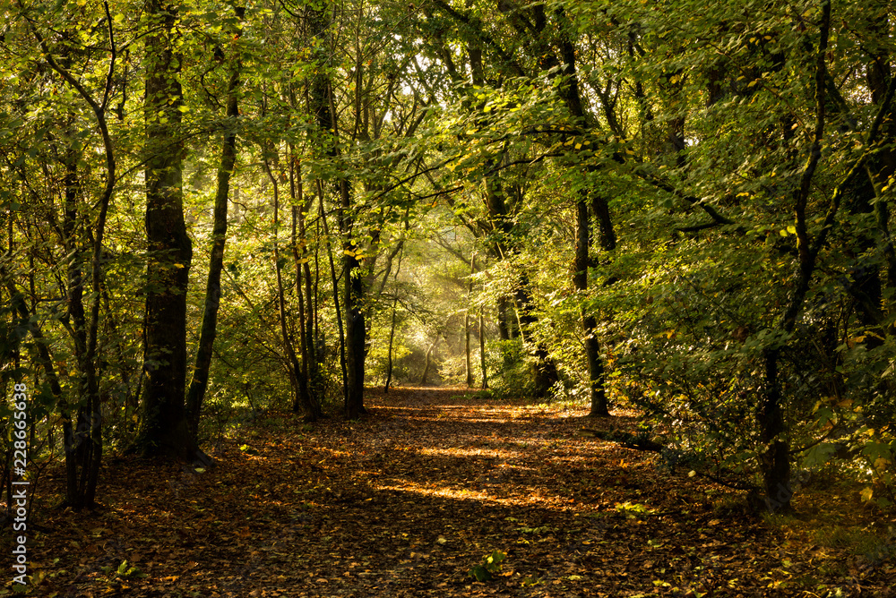 Obraz premium Sunrise in woodland at Callington Newbridge, Cornwall,UK