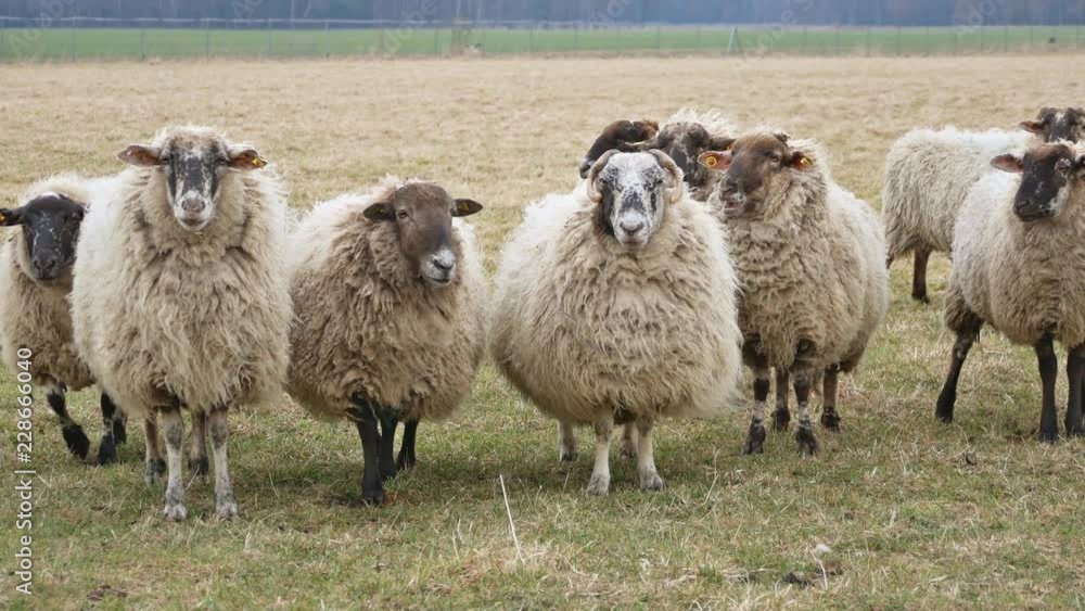 Curious domestic sheep lining up and looking into the camera. (Saxony, Germany) Curious domestic sheep lining up and looking into the camera. (Saxony, Germany)
