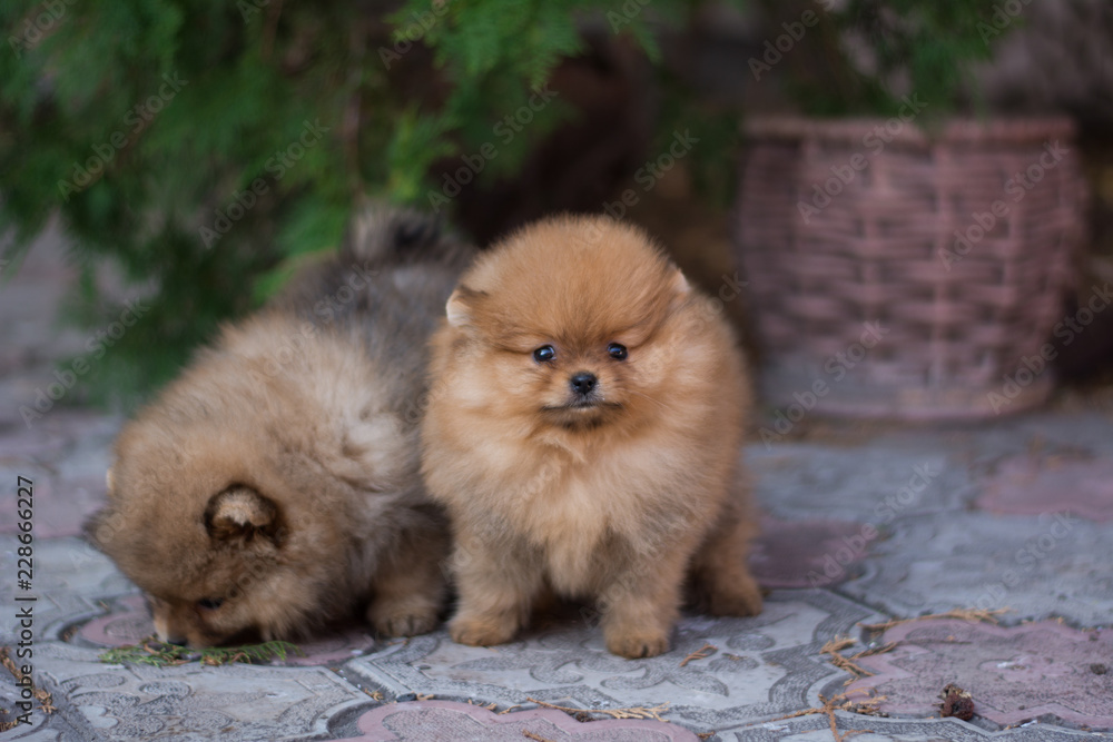 Pomeranian puppy decorative dog animals Pomeranian puppy decorative dog animals