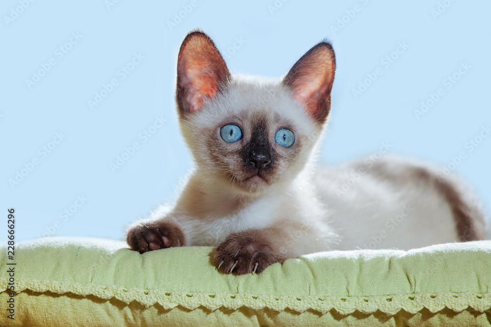 Thai cat pelage breed kitten small cat pet gray white brown beige blue eyes sunlight window sun jokey