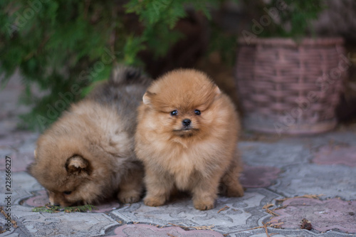 Pomeranian puppy decorative dog animals