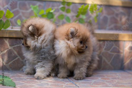 Pomeranian puppy decorative dog animals