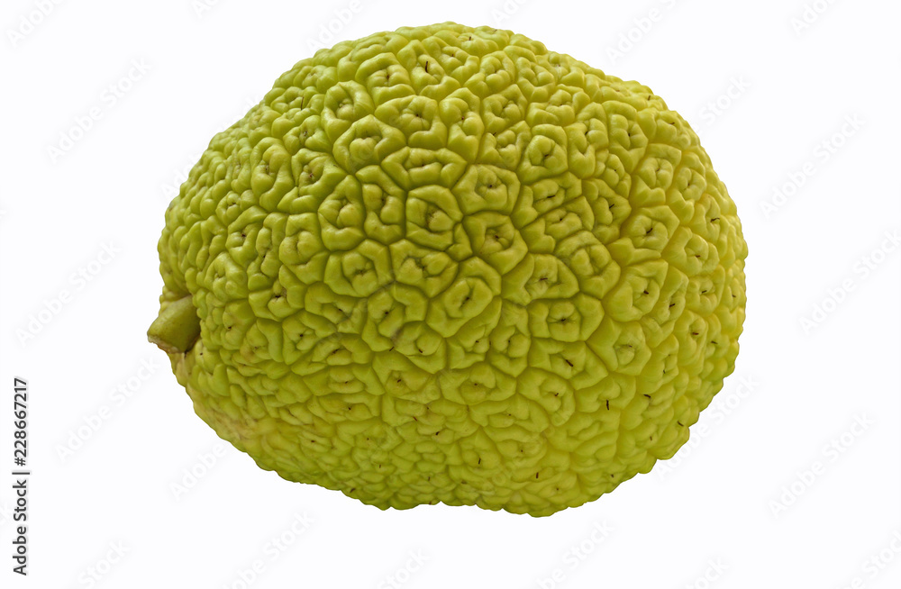 Obraz premium Osage orange isolated on white