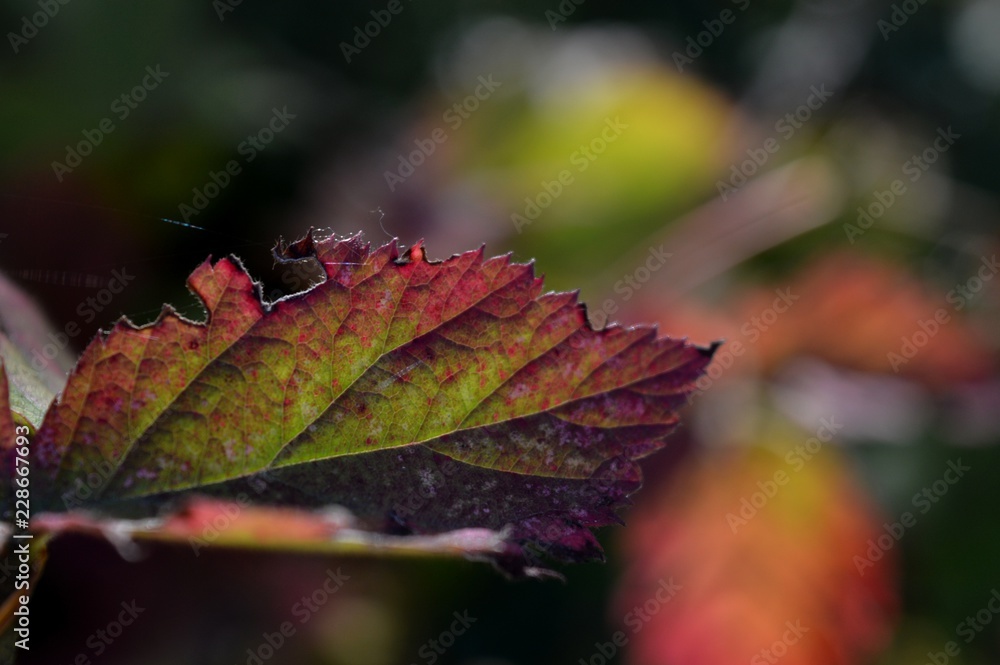 leaves in autumn colors
leaves in autumn colors