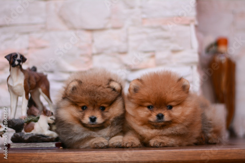 Fototapeta Naklejka Na Ścianę i Meble -  Pomeranian puppy decorative dog animals