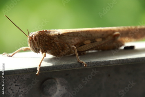 Brown grasshopper close up