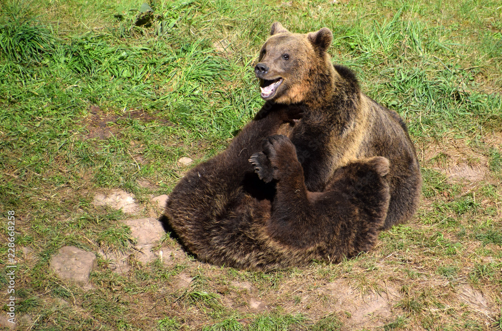 Two young brown bears playing