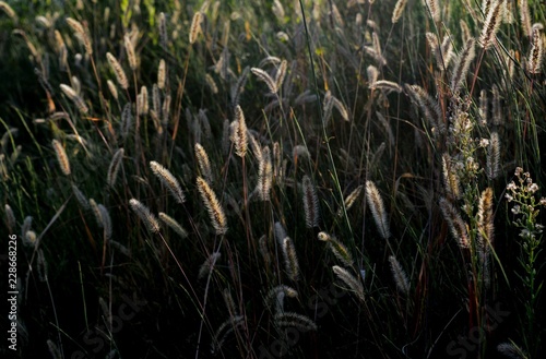 grass illuminated by the sun 