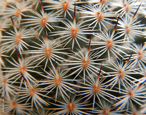 Globular Cactus macro, floral pattern, Lobivia famatimensis © Adrienne
